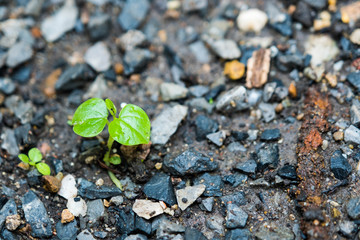 green sprout growing from soil