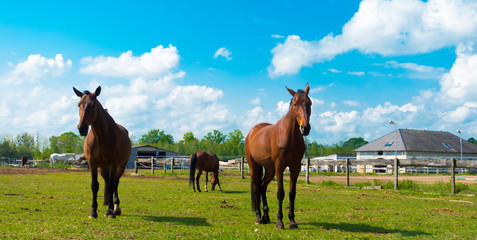Rasowe konie w stadninie we wsi Mrozów