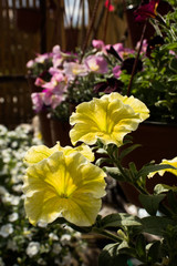 Obraz premium Flower: Yellow Ampoule Petunia blooms in the garden.