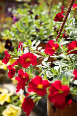 Flower: Multicolored caliberhoa
blooms in the garden.