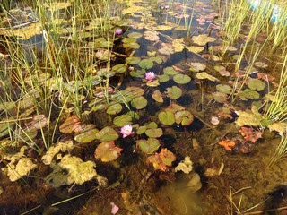 Real Lotus In Pond