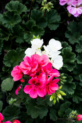Flower: Bush pelargonium blooms in the garden.