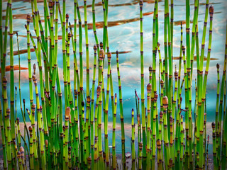 Thin bamboo  fresh sprouts on the lavender background of the river