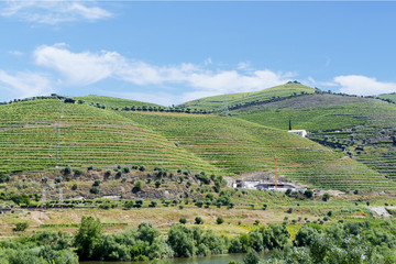 Vinhedos do Douro, Vinho do Porto, vinhas