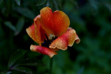 fiery tulips after rain