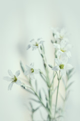 Białe delikatne kwiaty na rozmytym tle