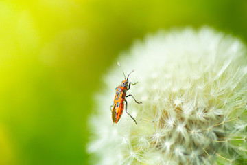 Nature, life and ecology background concept. Beetle on a dandelion flower in the forest on a sunny day  close up.