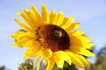 Ripe sunflowers in the fields waiting for harvest