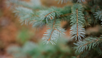 Colorado blue spruce close up framing open copy space with new spring growth and pine cones. Christmas concept.