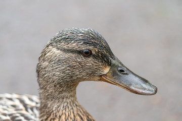 Mallard