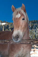 portrait eines pferdes haflinger auf der koppel im winter, portrait of a Haflinger horse pony in winter on a paddock