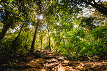 local adventure travel activity from beautiful tropical forest with sunlight on ground in the mountain from summer to autumn season travel