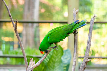 Green parrot close-up portrait. Bird park, wildlife