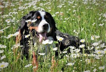Berner Sennenhund