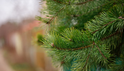 Green spruce close up framing open copy space with new spring growth and pine cones. Christmas concept.