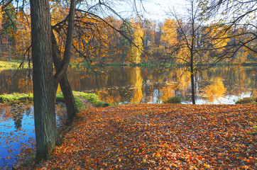 Naklejka premium autumn in the park