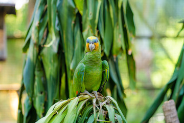 Rainbow Lorikeet parrots in a green park. Bird park, wildlife