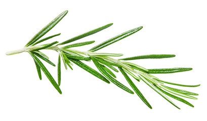 Sprig of rosemary on an isolated white background. Clipping path. Design element for print and web.