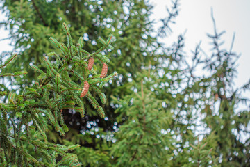 Green spruce close up framing open copy space with new spring growth and pine cones. Christmas concept.