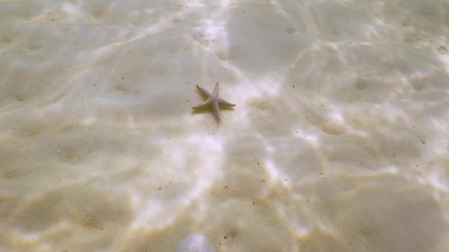 Small starfish alive on the sand underwater