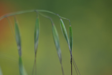 green oat grains on the plant