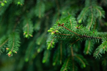 Green spruce close up framing open copy space with new spring growth and pine cones. Christmas concept.