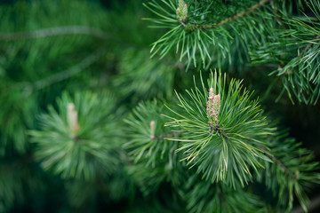 Green spruce close up framing open copy space with new spring growth and pine cones. Christmas concept.