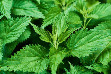 Background or texture of large green, fresh and spring nettle leaves in the forest.