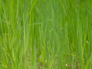 Fototapeta na wymiar grass field with sunny background