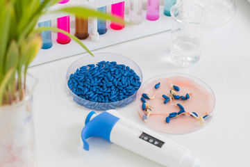 Herbicide-treated suflower seeds in a Petri dish and sprouted seeds on a table with a dispenser and test tubes