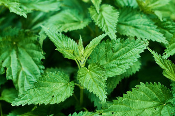 Background or texture of large green, fresh and spring nettle leaves in the forest.
