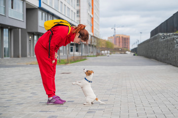 Clever obedient puppy Jack Russell Terrier executes owner's commands on the street. A faithful...