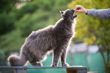 pet owner feeding blue maine coon cat with treats outdoors in garden