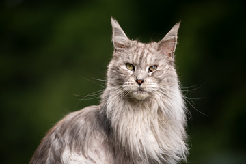 10 year old silver tabby maine coon cat with cataract eye illness