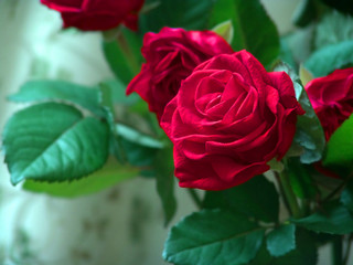 Red roses close up. Background