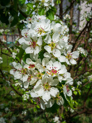 Fresh white flowers of an apple tree blossoms on a tree branch. Flowers and background.