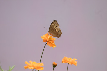 butterfly on a sulphurous Cosmos Bright Light Orange flower