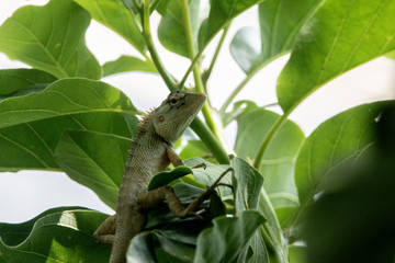 Chameleon on a mango tree. Dark background. Great for publications and magazines.