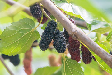 Ripe and nearly ripe mulberries  on a tree branch