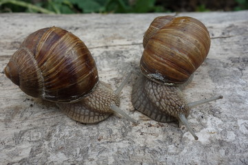 Two brown vineyard snails (Helix pomatia) on a bright tree trunk