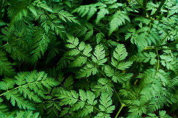 Background or texture of green, fresh and spring leaves of the wild plant cow parsley in the forest.