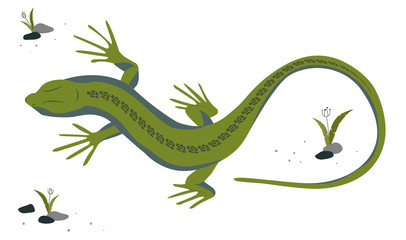 Green lizard vector illustration. Reptile with long body and tail, four legs and green skin. Design for poster, web site.