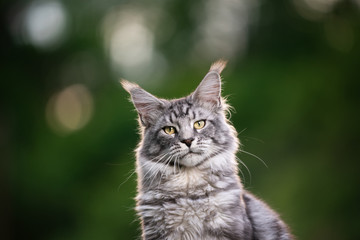 portrait of a beautiful silver tabby maine coon cat outdoors in nature with copy space