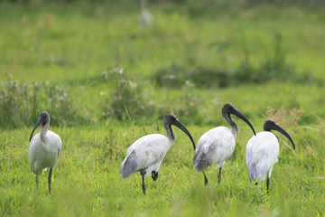Obraz na płótnie Canvas Group of Female Australian black beaked ibis in Kerala paddy field