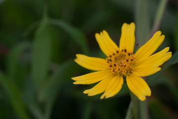 Bay Biscayne creeping-oxeye, Singapore daisy, creeping-oxeye, trailing daisy, wedelia