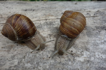 Two brown vineyard snails (Helix pomatia) on a bright tree trunk