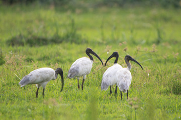 Obraz na płótnie Canvas Group of Female Australian black beaked ibis in Kerala paddy field