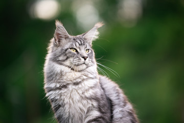 Naklejka na ściany i meble beautiful silver tabby maine coon cat outdoors in nature looking to the side