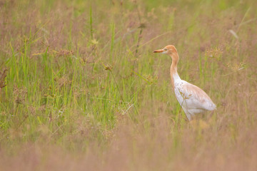 Salmon color Headed Cattle Egret