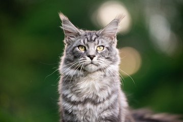 beautiful silver tabby maine coon cat outdoors in nature looking at camera